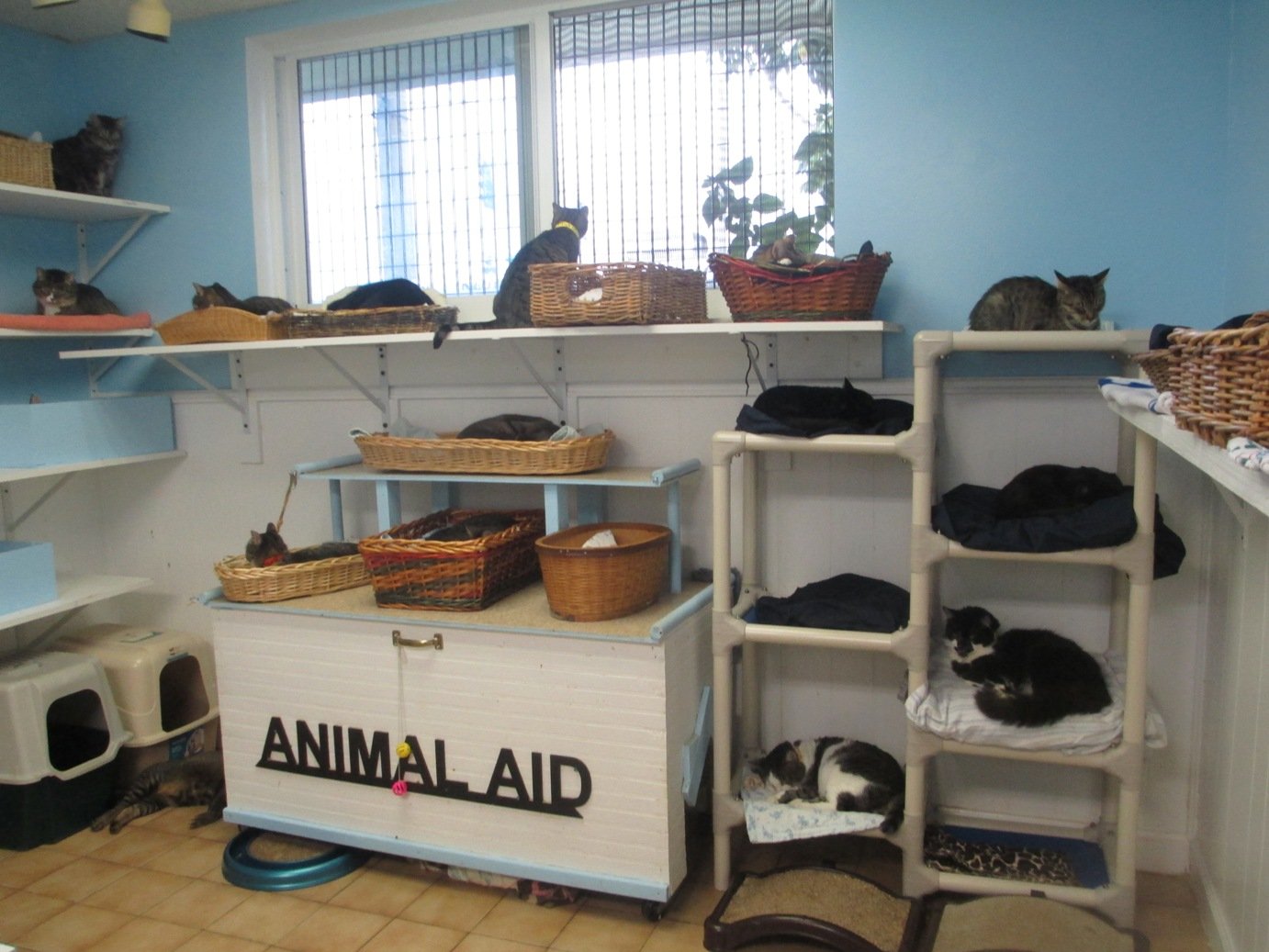 Cat Room Cat Room